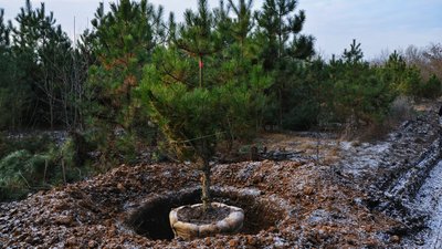 В лісовому господарстві показали ялинки, які прямують до ялинкових базарів Одещини В лісовому господарстві показали ялинки, які прямують до ялинкових базарів Одещини