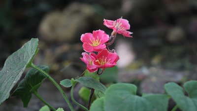 Херсон, погода, природа