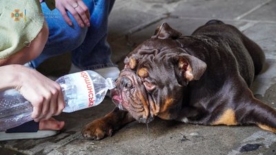 Врятований пес Врятований пес