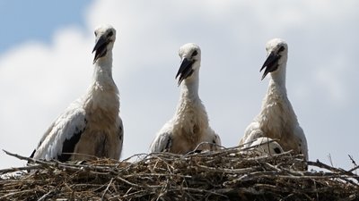 Як минув тиждень на Миколаївщині