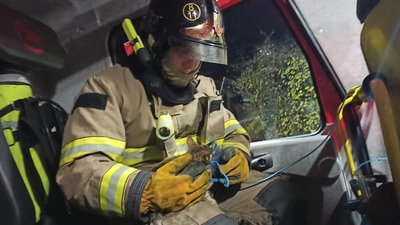 Знайшли на пожежі: на Рівненщині рятувальники реанімували кошеня