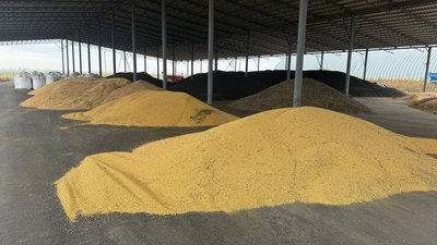 Соя, махінації з податками