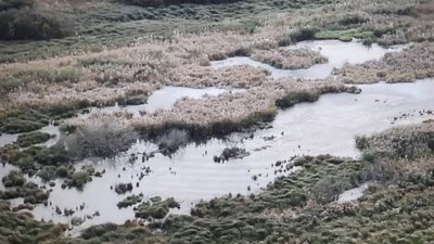 на Харківщині з'ясовують причини забруднення річки Мерли