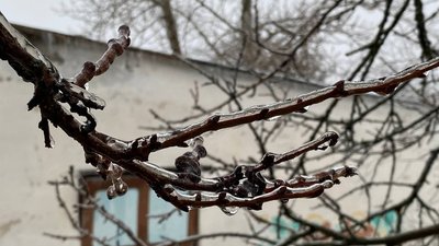 Зниження температури на Миколаївщині. Як ожеледь впливає на рослини Зниження температури на Миколаївщині. Як ожеледь впливає на рослини