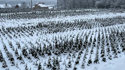 Ялинки, які вирощують на Тернопільщині на території лісництва Грудень 2023. Тернопіль Ялинки, які вирощують на Тернопільщині на території лісництва Грудень 2023. Тернопіль