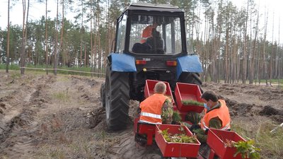 Весняна кампанія: у черкаських лісах уже висадили понад мільйон сіянців Весняна кампанія: у черкаських лісах уже висадили понад мільйон сіянців