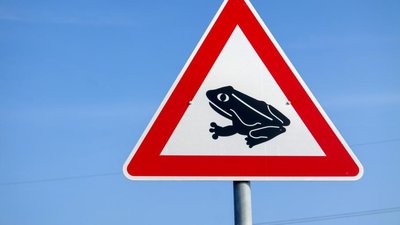 У столиці Естонії закрили проїзд магістраллю через жаб
