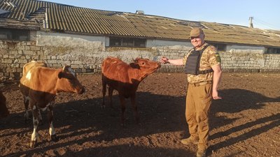До Дрогобича евакуювали корів з обстріляної ферми на Миколаївщині