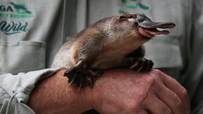 качкодзьоб