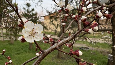 Гілка фруктового дерева