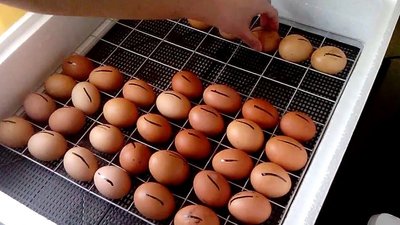 Яйця в інкубаторі