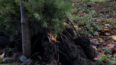 "Створюємо ліси разом". У Болехівському лісництві на Франківщині висадили понад 2 тисячі саджанців дуба та дугласії "Створюємо ліси разом". У Болехівському лісництві на Франківщині висадили понад 2 тисячі саджанців дуба та дугласії