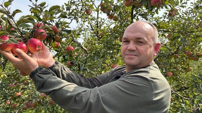 Тарас Попенко, яблука
