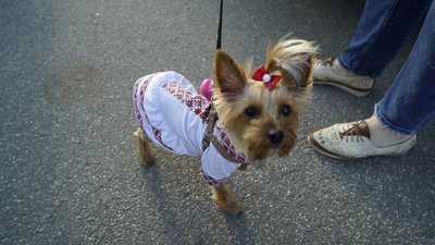 У Вишиванковій ході у Харкові взяли участь близько 650 людей У Вишиванковій ході у Харкові взяли участь близько 650 людей