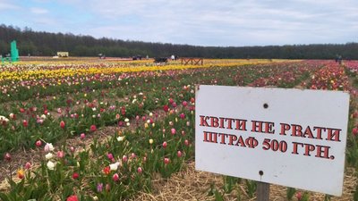 35 км від Луцька: на Волині стартував фестиваль тюльпанів "Волинська Голландія" 35 км від Луцька: на Волині стартував фестиваль тюльпанів "Волинська Голландія"