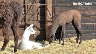 Дві лами, що народилися в екопарку
