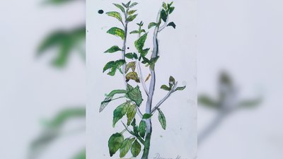 У Франківську організували благодійний аукціон, щоб допомогти онкохворій дівчинці У Франківську організували благодійний аукціон, щоб допомогти онкохворій дівчинці