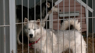 Собаки Собаки