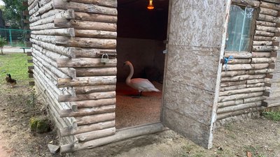Лебідь Одеса Лебідь Одеса