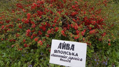 Парк "Веселі Боковеньки" на Кіровоградщині квітне магноліями, айвою та церцисом Парк "Веселі Боковеньки" на Кіровоградщині квітне магноліями, айвою та церцисом