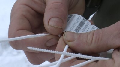 Від насінини до новорічного дерева: як на Волині вирощують ялинки та сосни до свят Від насінини до новорічного дерева: як на Волині вирощують ялинки та сосни до свят