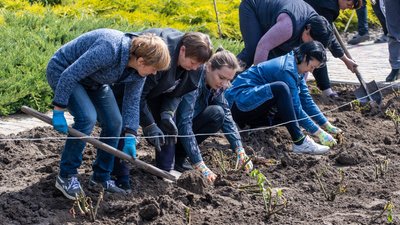 На Дніпропетровщині переселенці з Донеччини висадили 200 кущів троянд