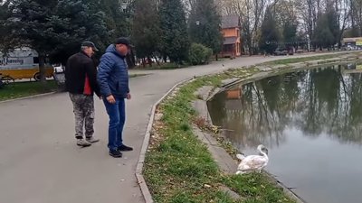 На Прикарпатті заблудився лебідь На Прикарпатті заблудився лебідь