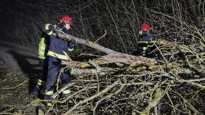 У Тернополі на дорогу впало дерево, рятувальники, ДСНС, 9 квітня 2026 року
