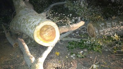 На Херсонщині прикордонники завадили незаконній вирубці лісу