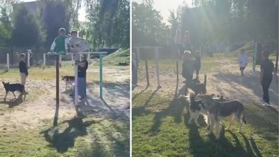 Батьки скаржаться на безпритульних собак на території ліцею на Рівненщині