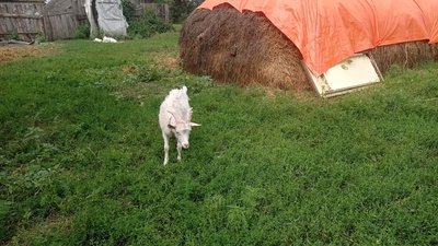Металеві уламки й триметрові вирви — як живуть мешканці прикордонного Славгорода на Сумщині Металеві уламки й триметрові вирви — як живуть мешканці прикордонного Славгорода на Сумщині