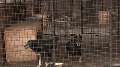 Покинуті собаки: в Черкасах почастішали випадки, коли містяни евакуюються, а своїх домашніх тварин лишають надворі Покинуті собаки: в Черкасах почастішали випадки, коли містяни евакуюються, а своїх домашніх тварин лишають надворі