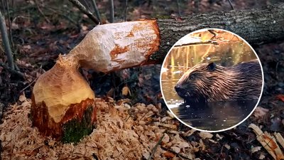 Як укріплюють кордон на Рівненщині та чим допомагають бобри. Пояснює начальник ОВА