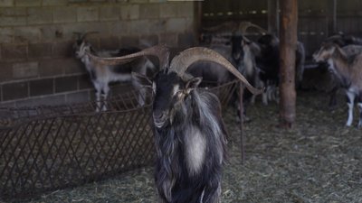 цап, суд, Дніпропетровщина