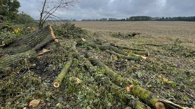 Понад 130 дерев самовільно зрубали вздовж державної дороги на Житомирщині Понад 130 дерев самовільно зрубали вздовж державної дороги на Житомирщині