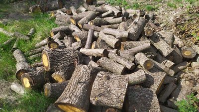 У Лозуватці на Кіровоградщині вирубали 100 дубів. Хто це зробив і чи законною була вирубка дерев У Лозуватці на Кіровоградщині вирубали 100 дубів. Хто це зробив і чи законною була вирубка дерев
