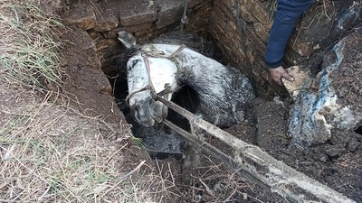 На Дніпропетровщині надзвичайник врятували коня На Дніпропетровщині надзвичайник врятували коня
