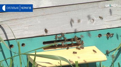 Знову загинули бджоли: на Новгород-Сіверщині аграрії знову обробили поля не попереджаючи бджолярів