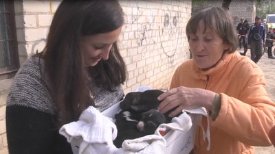 Врятовані у Луцьку цуценята почуваються добре, - Оксана Богданюк Врятовані у Луцьку цуценята почуваються добре, - Оксана Богданюк