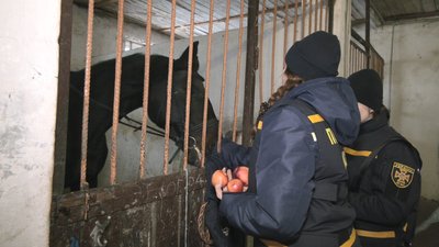 дснс коні харків дснс коні харків