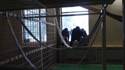 Перші шимпанзе повернулися з евакуації до Фельдман екопарку під Харковом