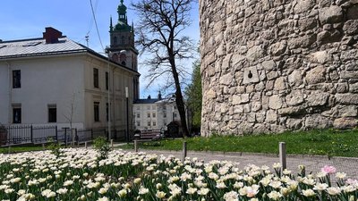 Тюльпани біля Порохової вежі Тюльпани біля Порохової вежі