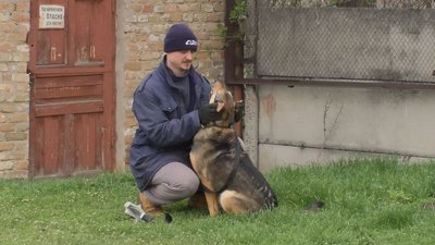 Прогулянки із собаками