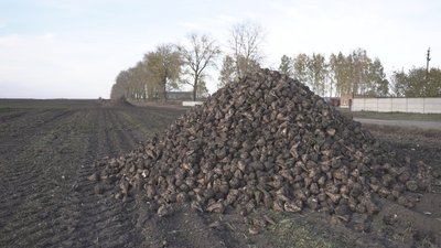 Врожайність менша на 30 відсотків: що кажуть аграрії про збір цукрових буряків на Вінниччині Врожайність менша на 30 відсотків: що кажуть аграрії про збір цукрових буряків на Вінниччині