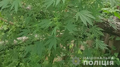 Поліцейські Рахівщини затримали чоловіка, що вирощував коноплі