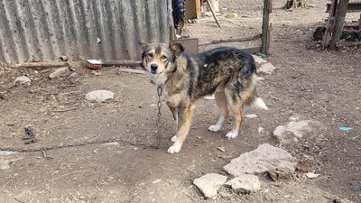 Вінничанину, який хотів повісити власного пса, загрожує до 3 років позбавлення волі
