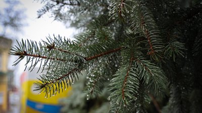 Херсон, погода, природа, зима