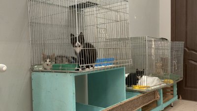 "Дім Сірка" розрахований на утримання собак, однак упродовж останнього року біля притулку все частіше залишають котів "Дім Сірка" розрахований на утримання собак, однак упродовж останнього року біля притулку все частіше залишають котів