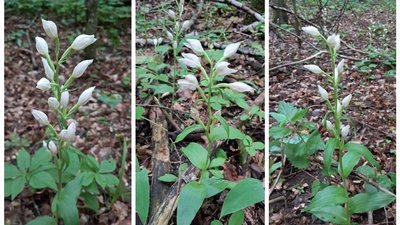 Дика орхідея, булатка великоквіткова, Cephalanthera damasonium