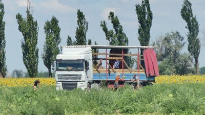Херсонські кавуни: фермер розповів про особливості вирощування баштанних на Херсонщині Херсонські кавуни: фермер розповів про особливості вирощування баштанних на Херсонщині